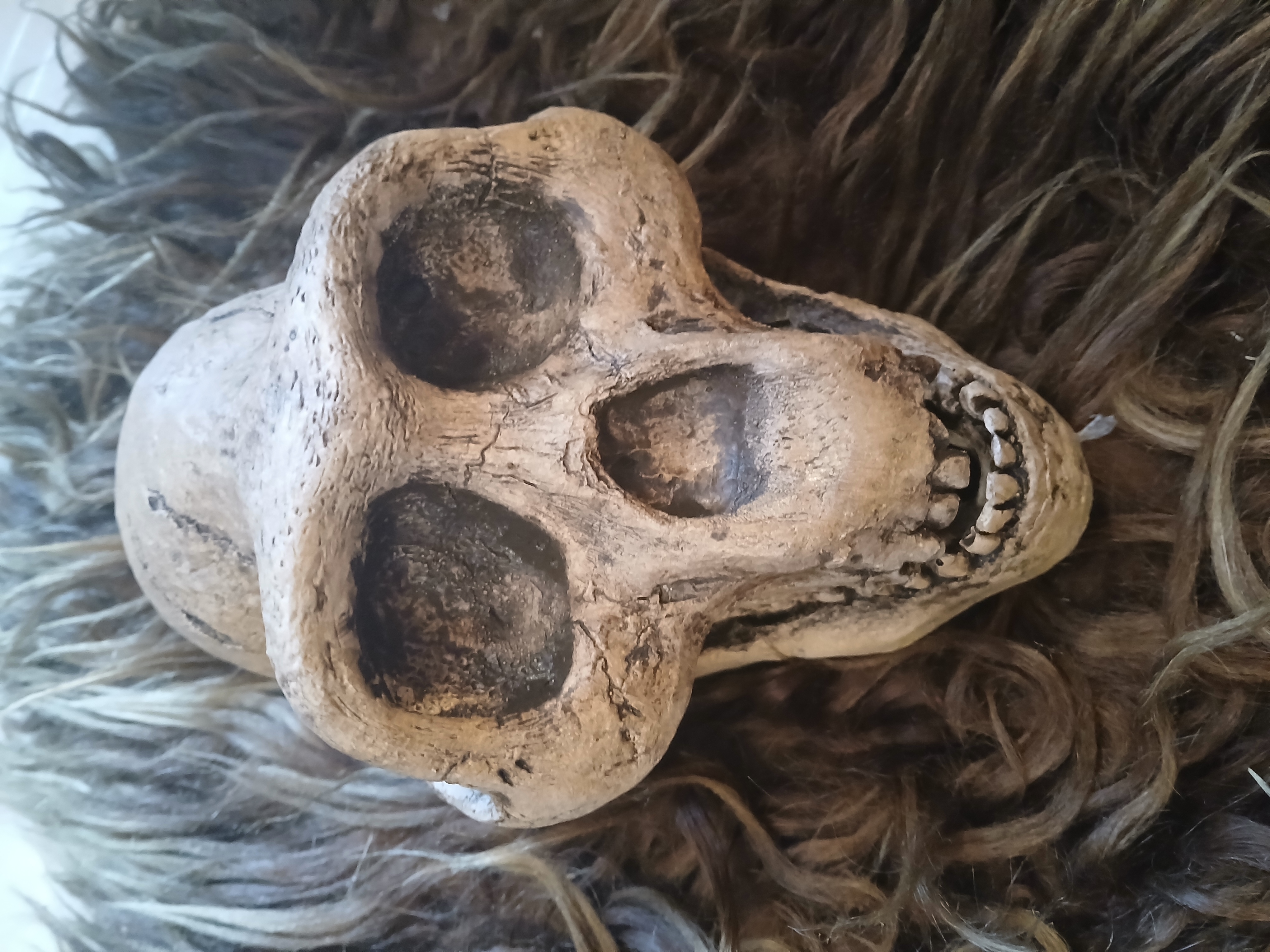 Australopithecus Afarensis Skull ("Lucy")