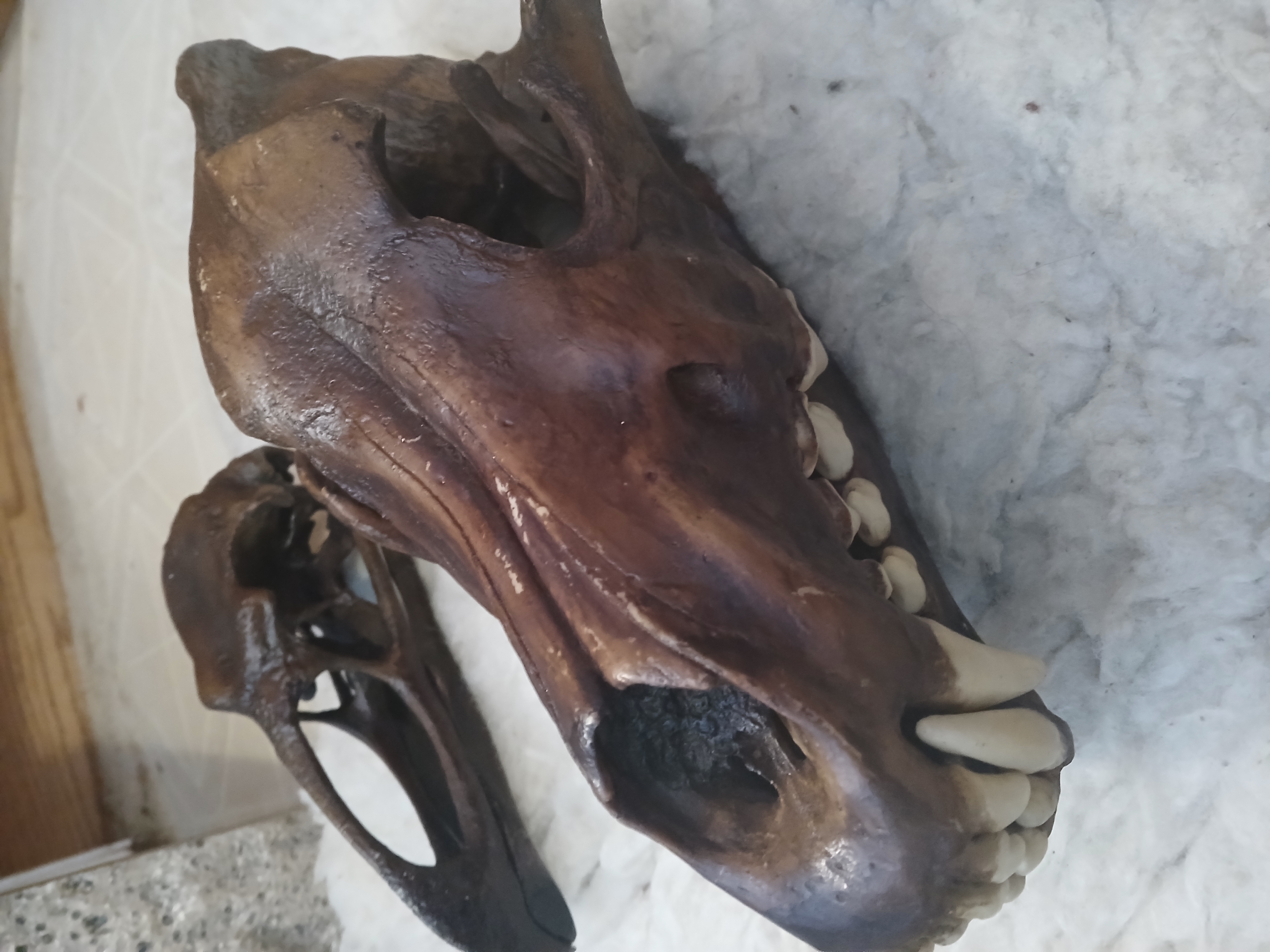 Canis Dirus Skull (Dire Wolf)