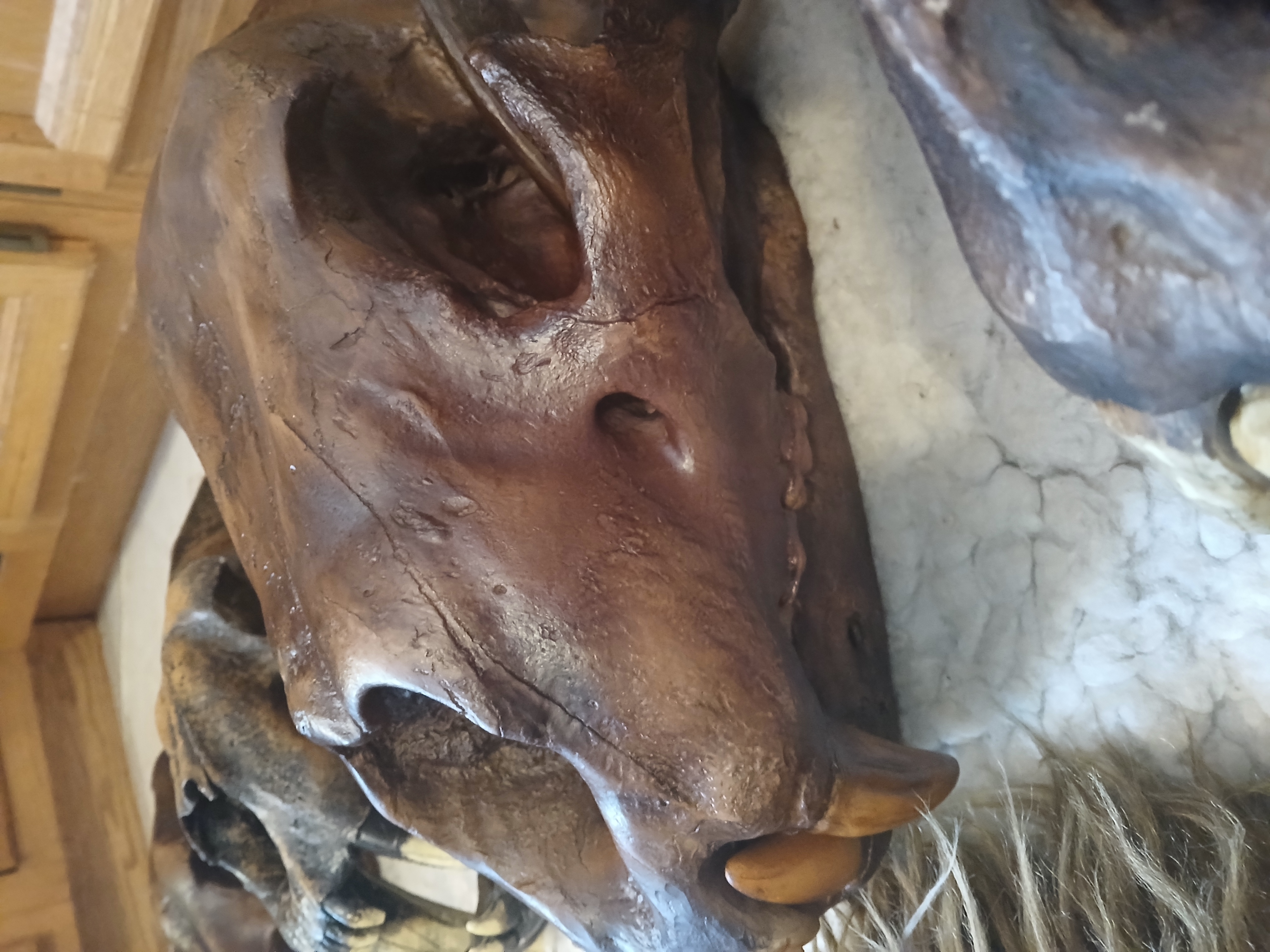 Panthera Atrox Skull (American Lion)