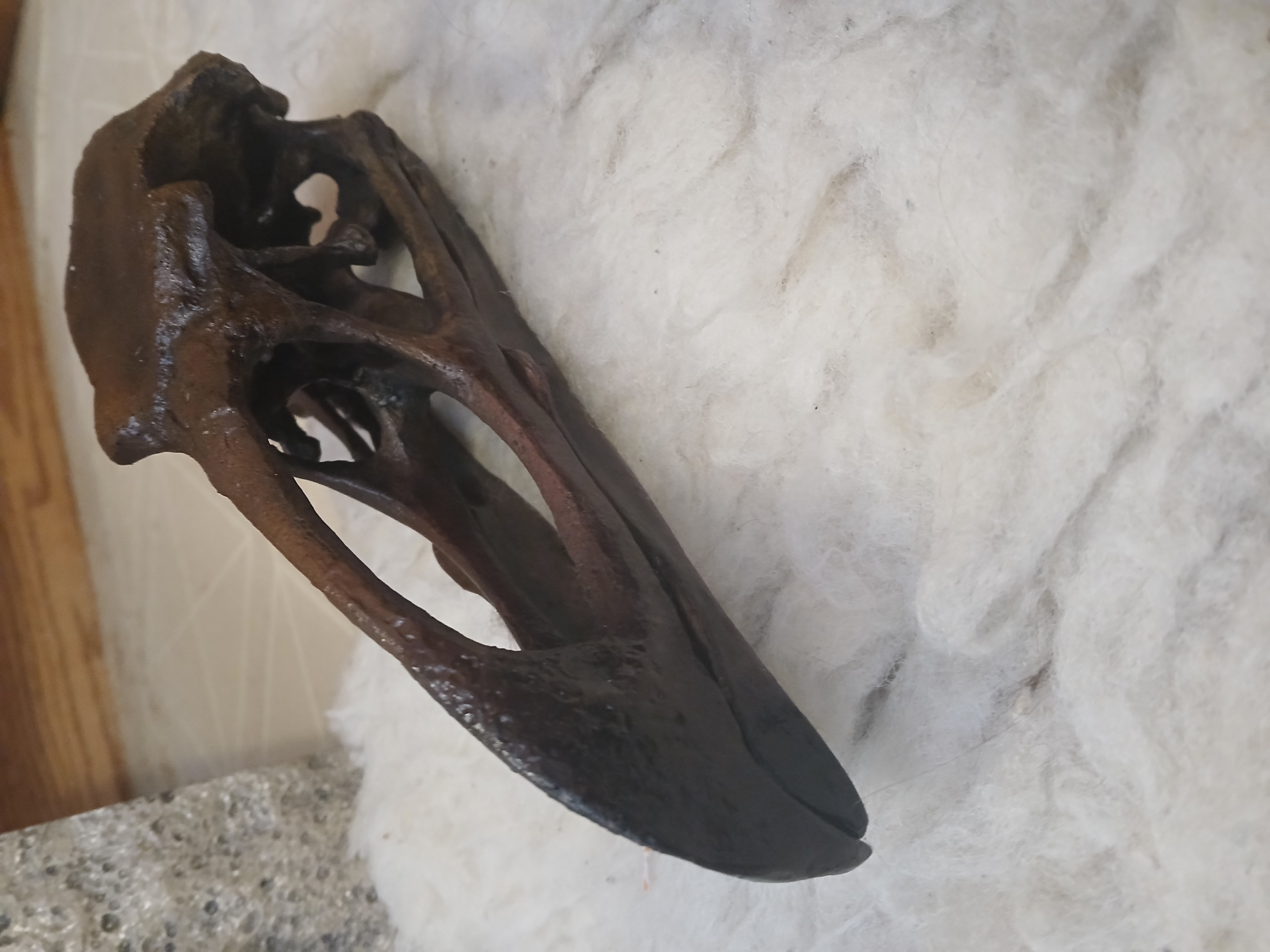 Teratornis Merriami Skull (Giant Hawk)